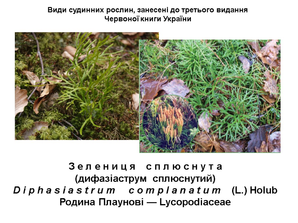 Види судинних рослин, занесені до третього видання Червоної книги України З е л е